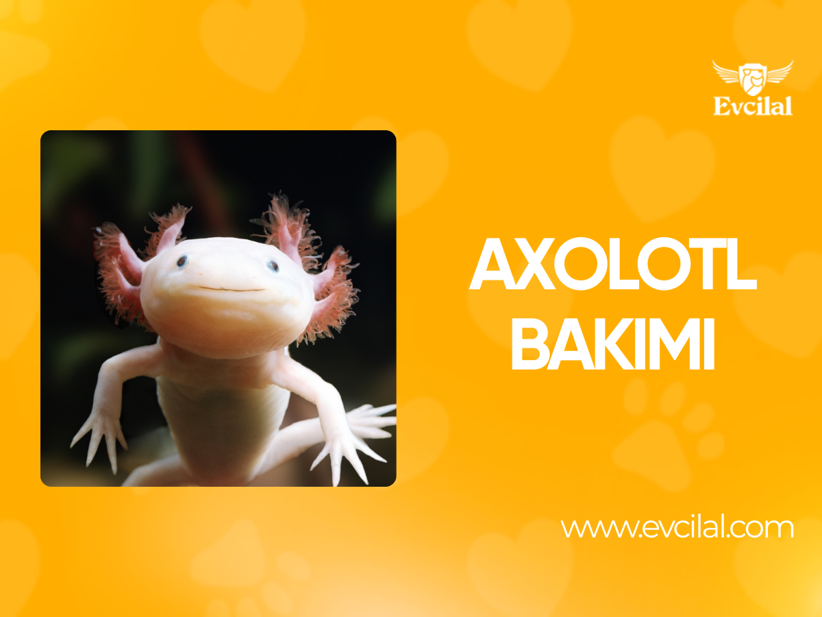 Axolotl (Ambystoma Mexicanum) Bakımı