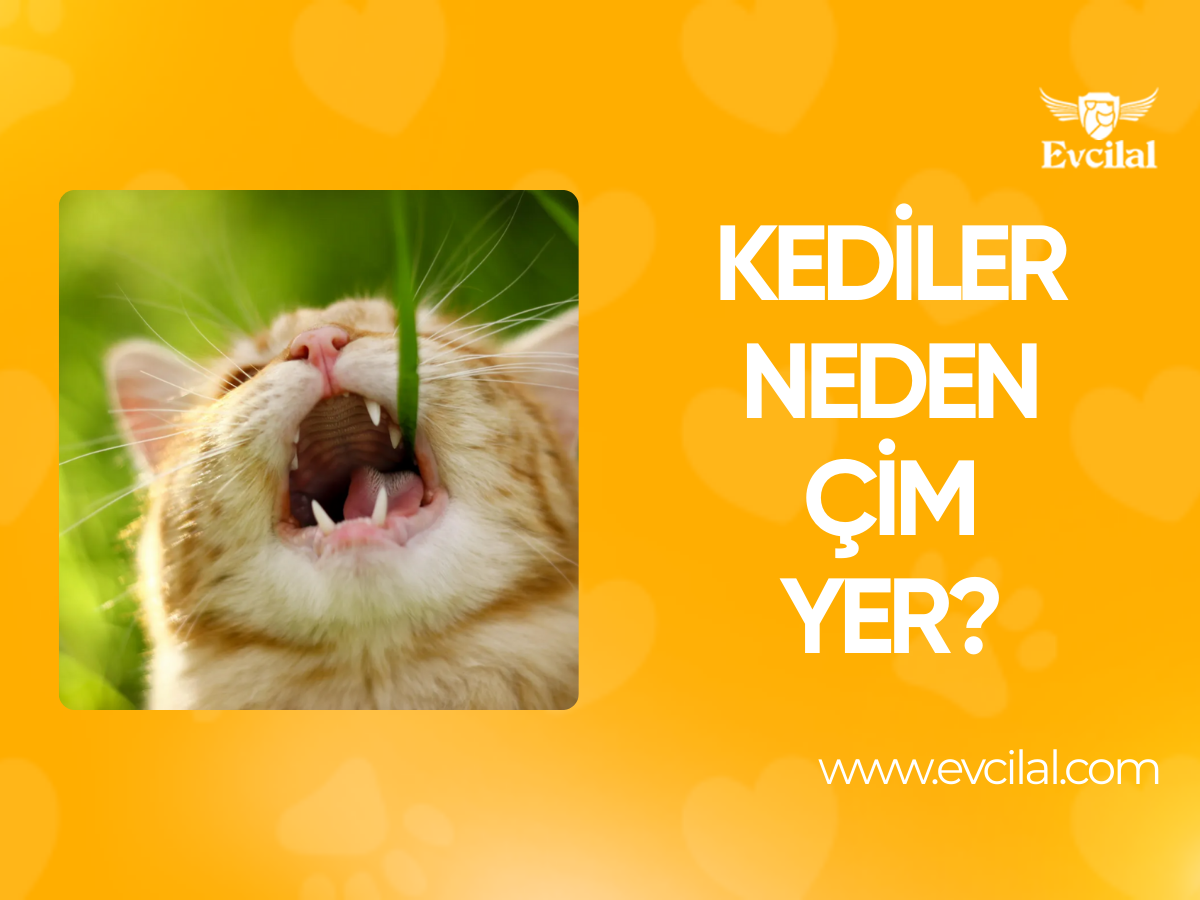 Kediler Neden Çim Yer? 