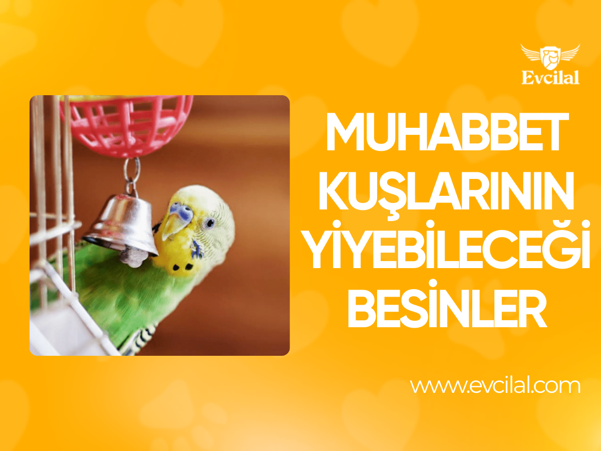 Muhabbet Kuşlarının Yiyebileceği Besinler