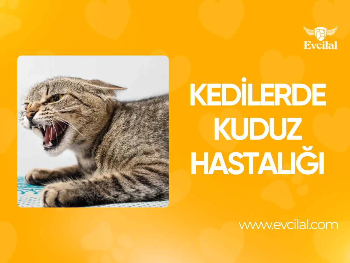 Kedilerde Kuduz Hastalığı