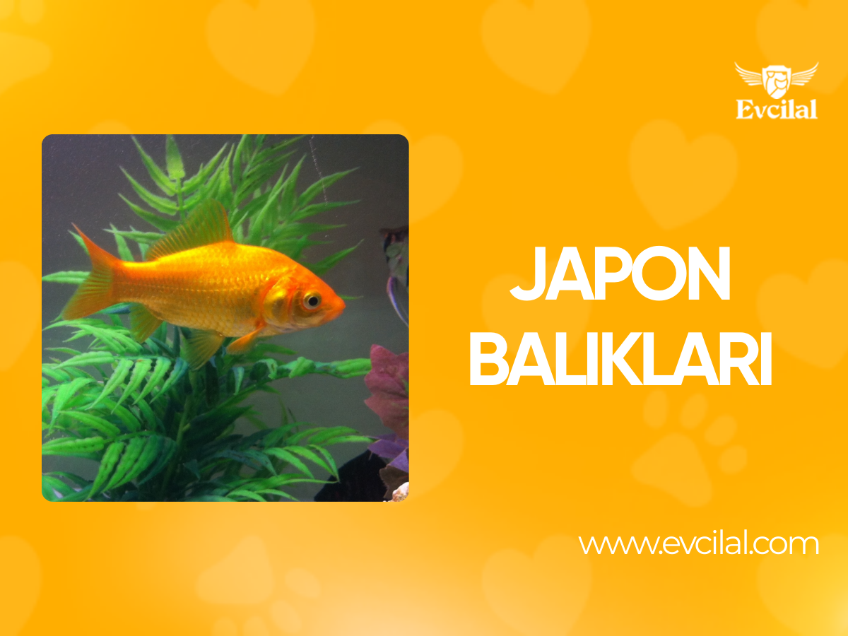 Japon Balıkları Hakkında Bilmeniz Gerekenler