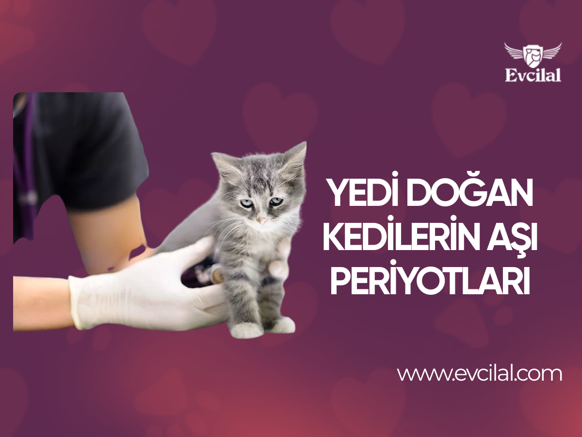 Yedi Doğan Kedilerin Aşı Periyotları