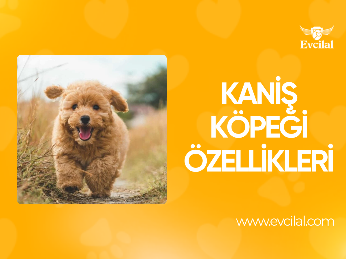 Kaniş Köpeği Özellikleri