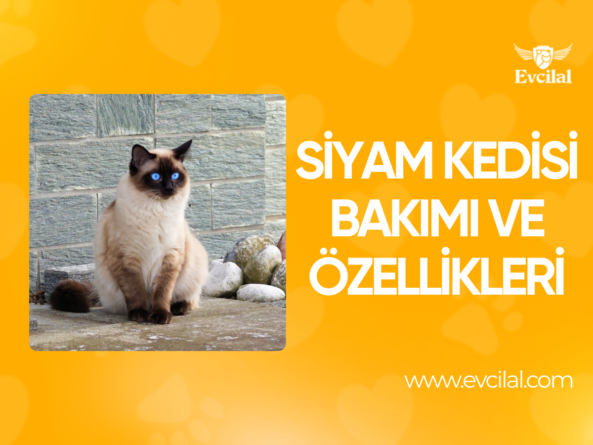 Siyam Kedisi Özellikleri, Bakımı ve Beslenmesi