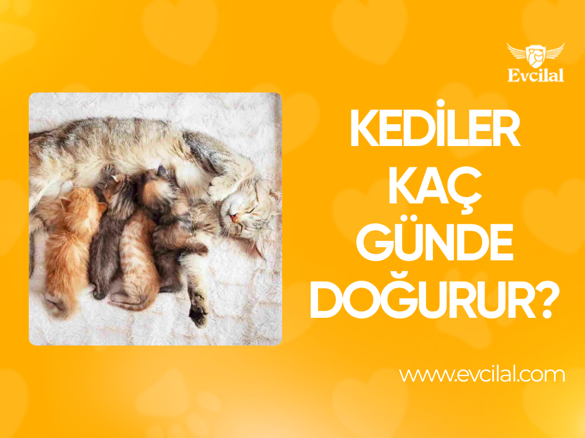 Kediler Kaç Günde Doğurur?