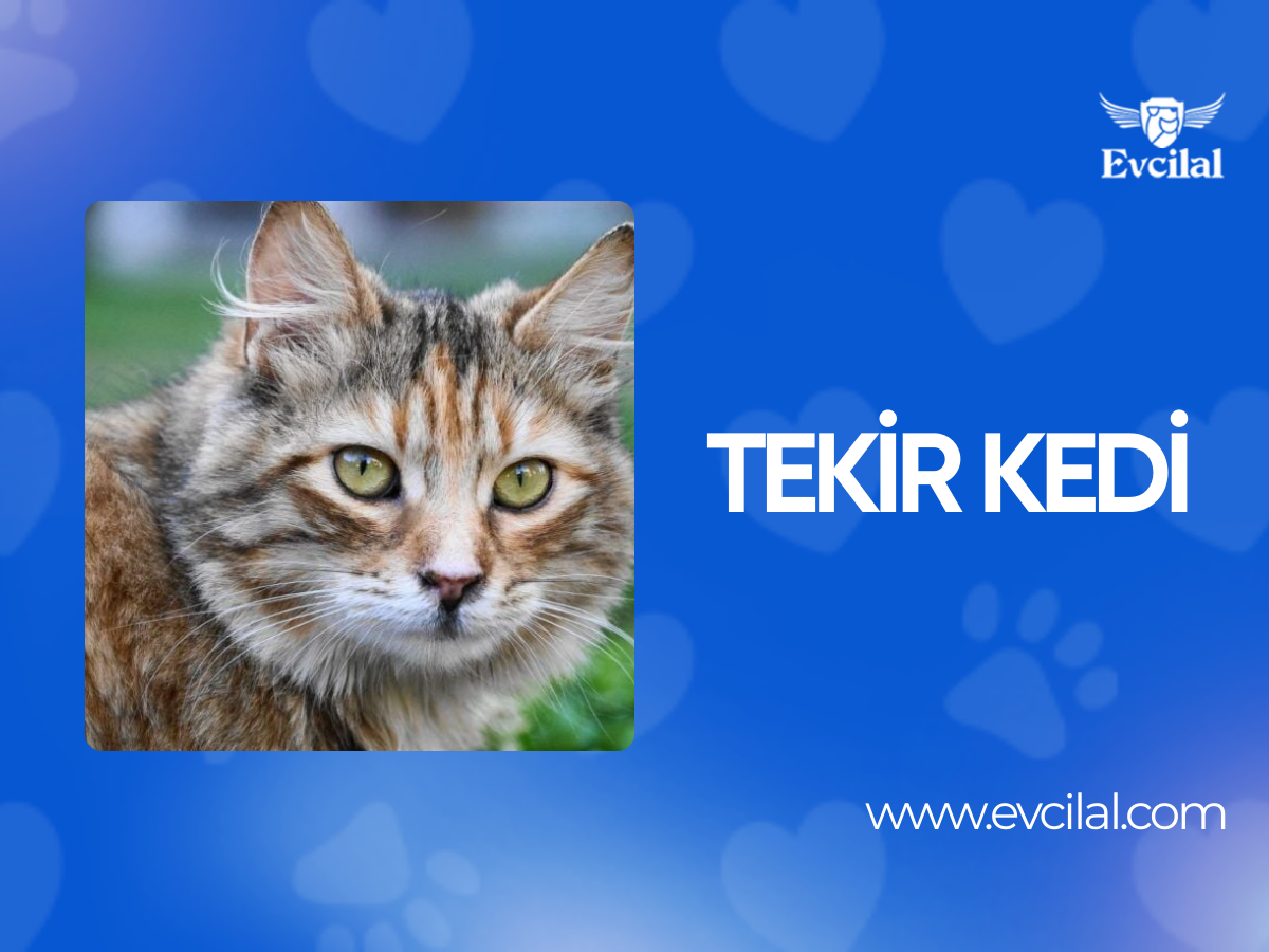 Tekir Kedi: Irk Profili, Özellikleri ve Bakımı
