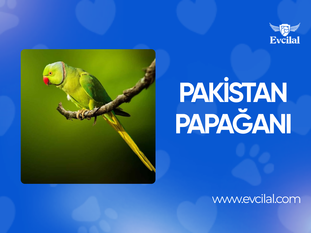 Pakistan Papağanı