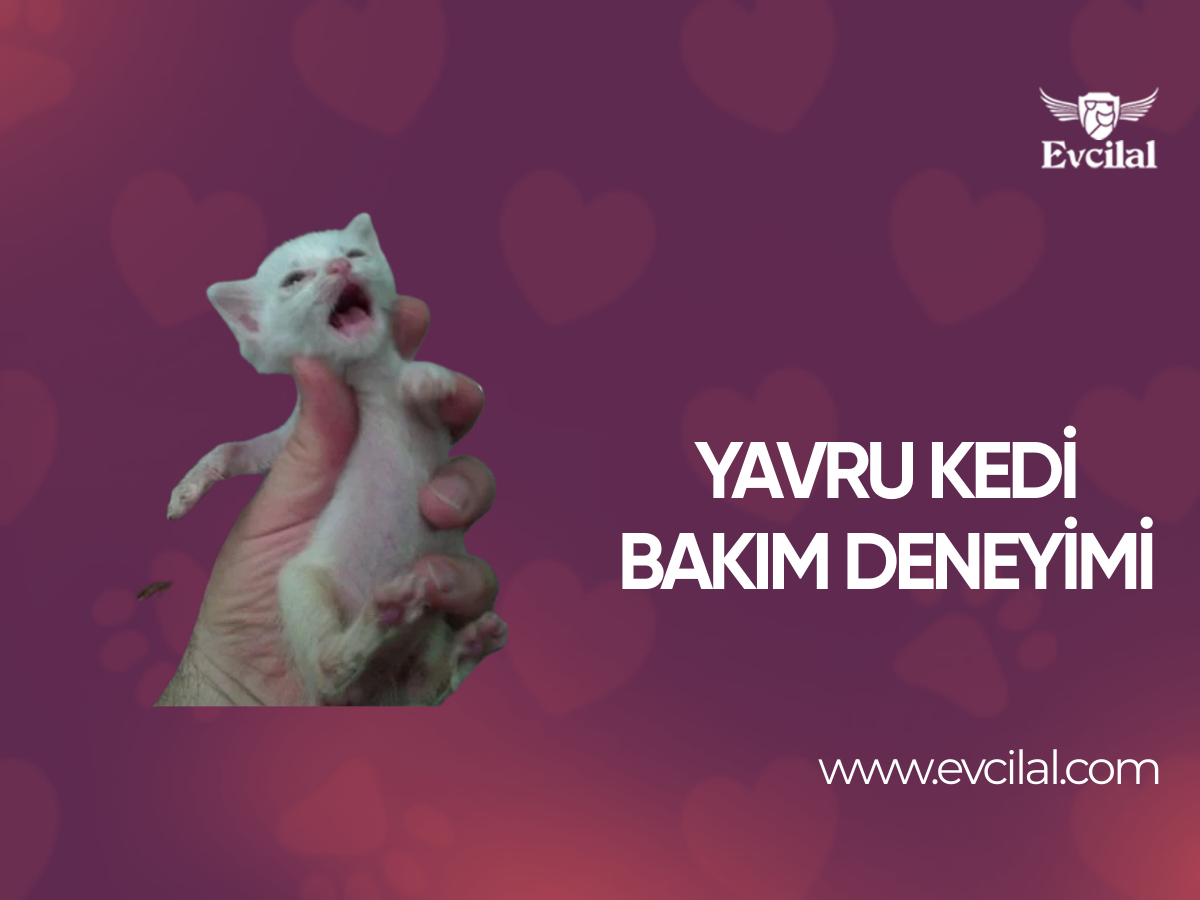 Yavru Kedi Bakım Deneyimi