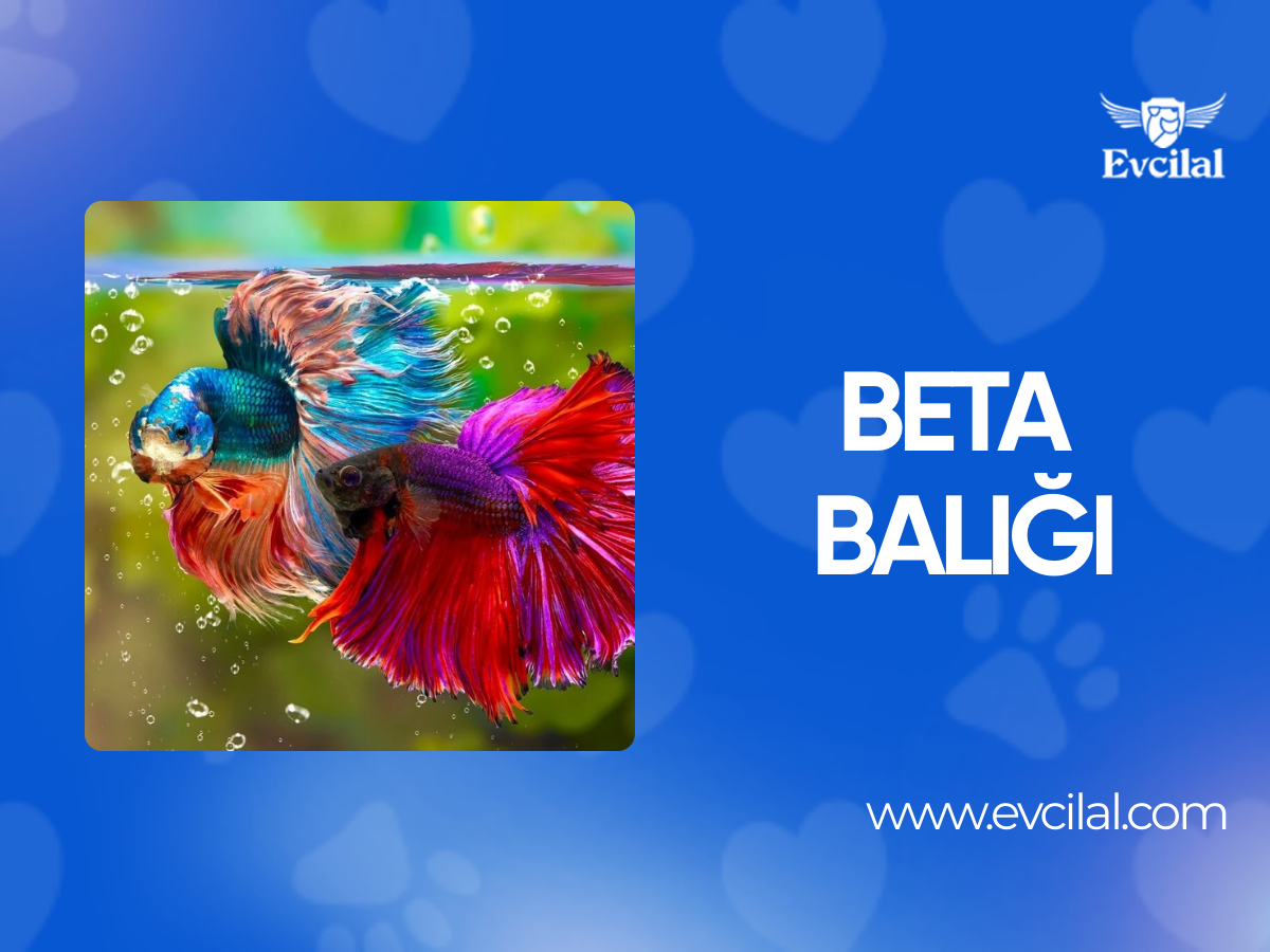 Beta Balığı