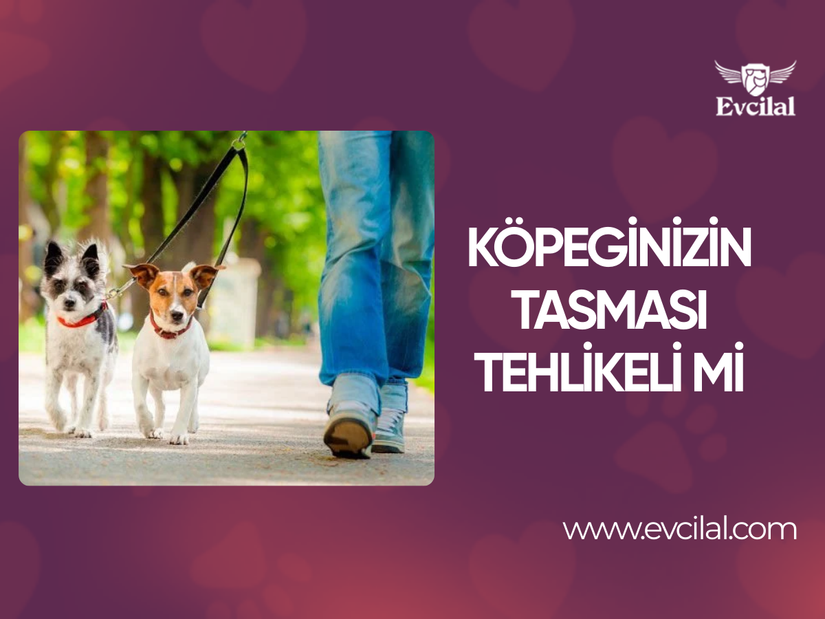 Köpeginizin tasması tehlikeli mi