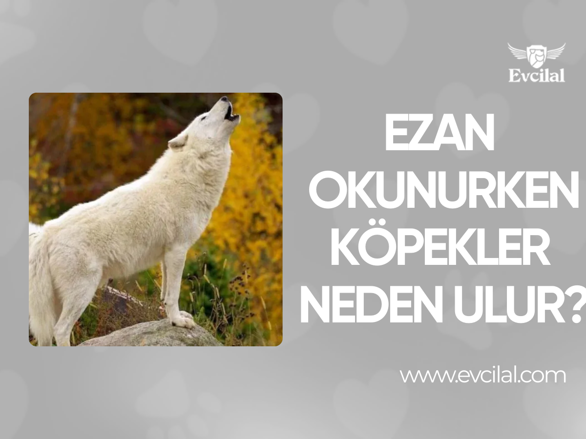 Ezan Okunurken Köpekler Neden Ulur?