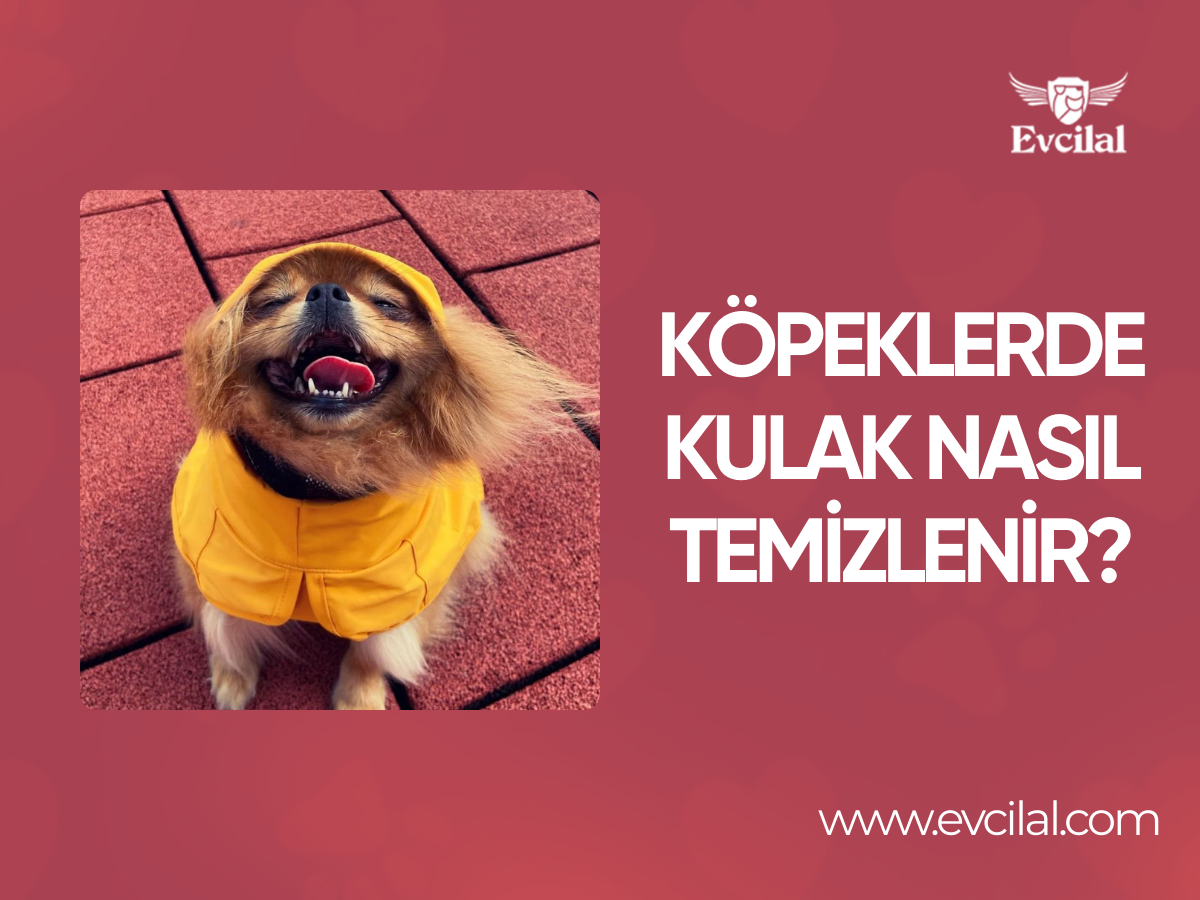 Köpeklerde Kulak Nasıl Temizlenir?