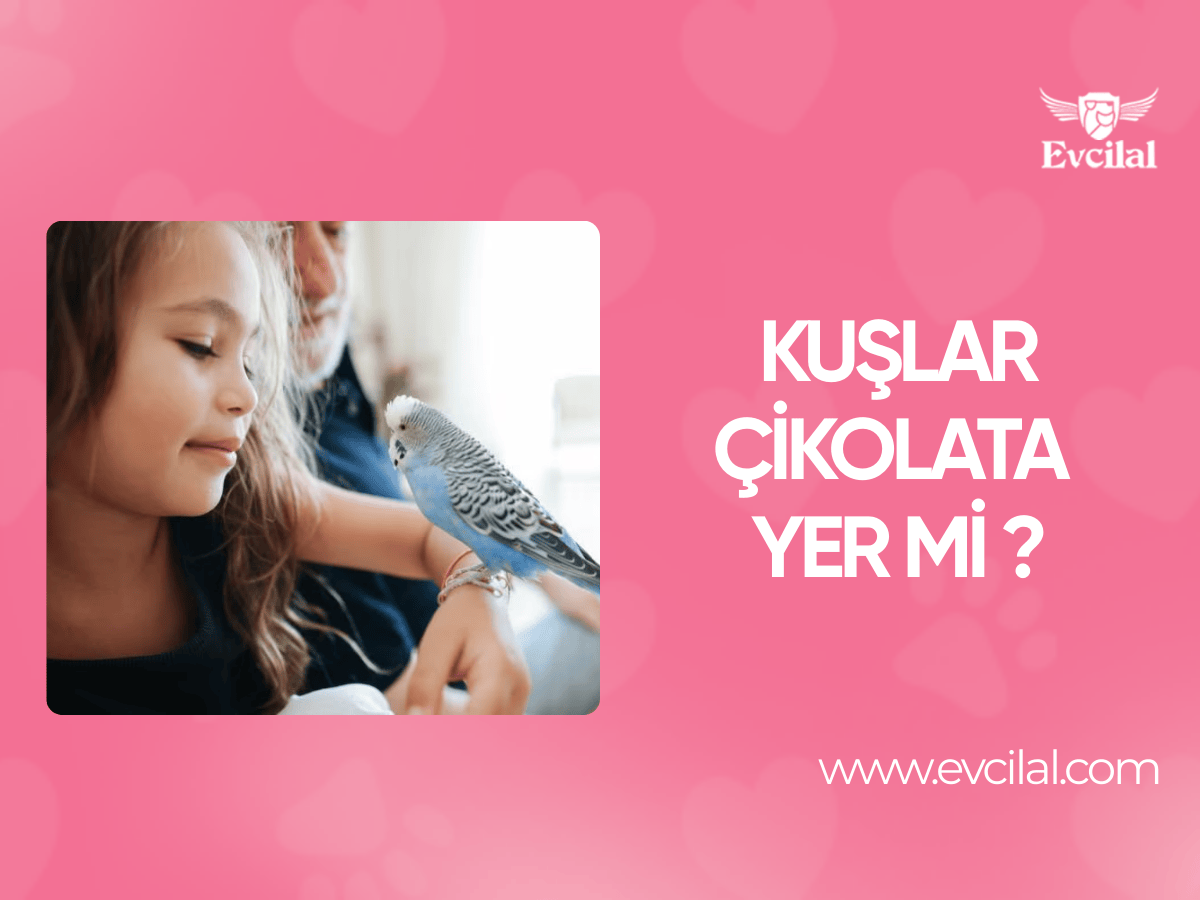 Kuşlar Çikolata Yer mi?