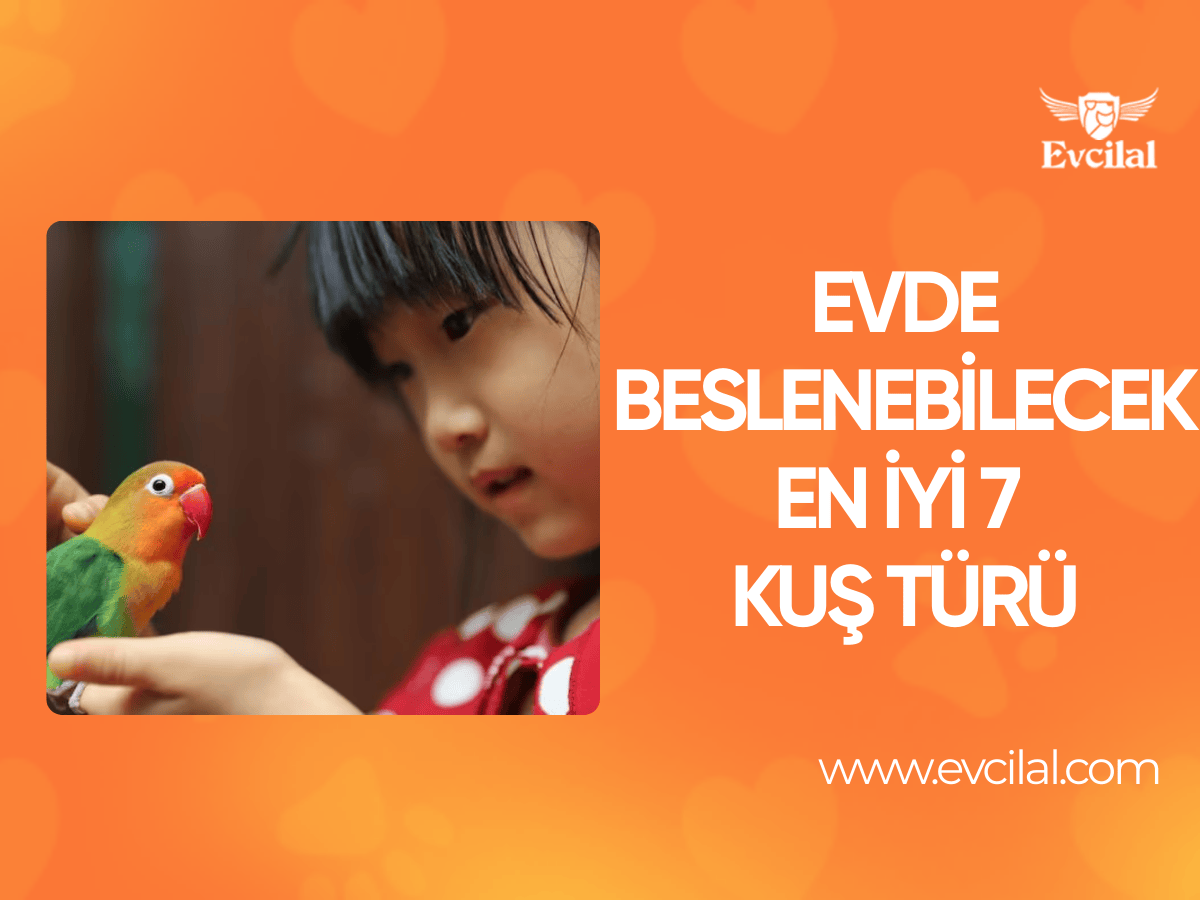 Evde Beslenebilecek En İyi 7 Kuş Türü