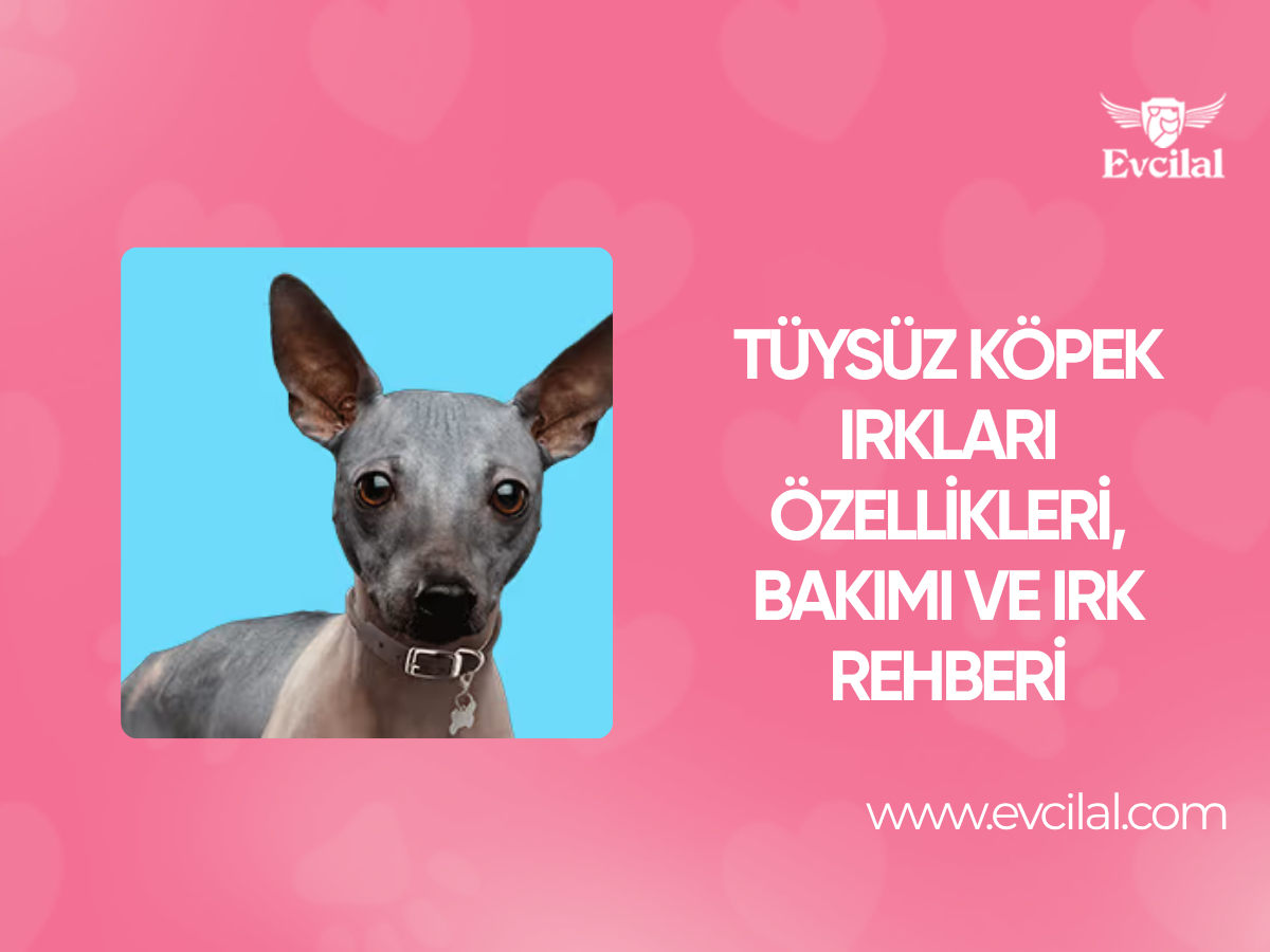 Tüysüz Köpek Irkları: Özellikleri, Bakımı ve Irk Rehberi