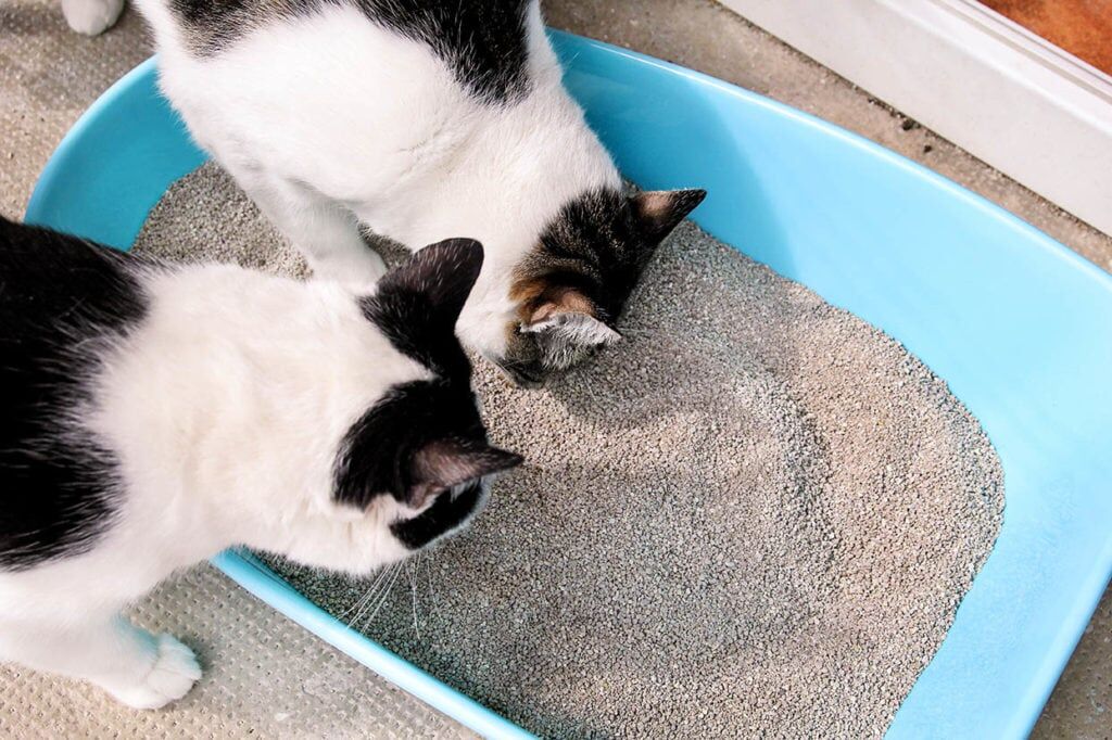 Kedi Kumu Tüketimi Hesaplayıcı