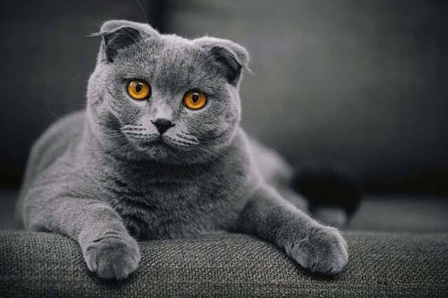Scottish Fold Kedisi: Özellikleri, Karakteri, Bakımı ve Beslenmesi