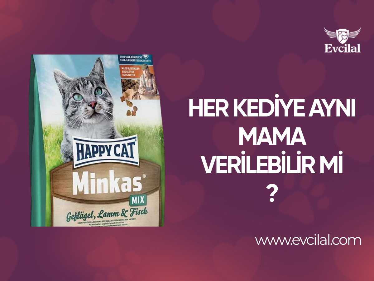 Her Kediye Aynı Mama Verilebilir Mi?