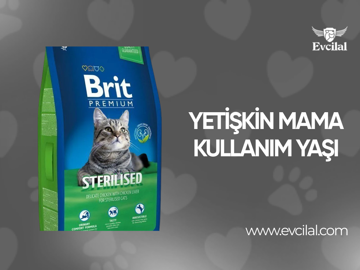 Yetişkin kedi maması kedinin hangi yaşlarında kullanılır ?